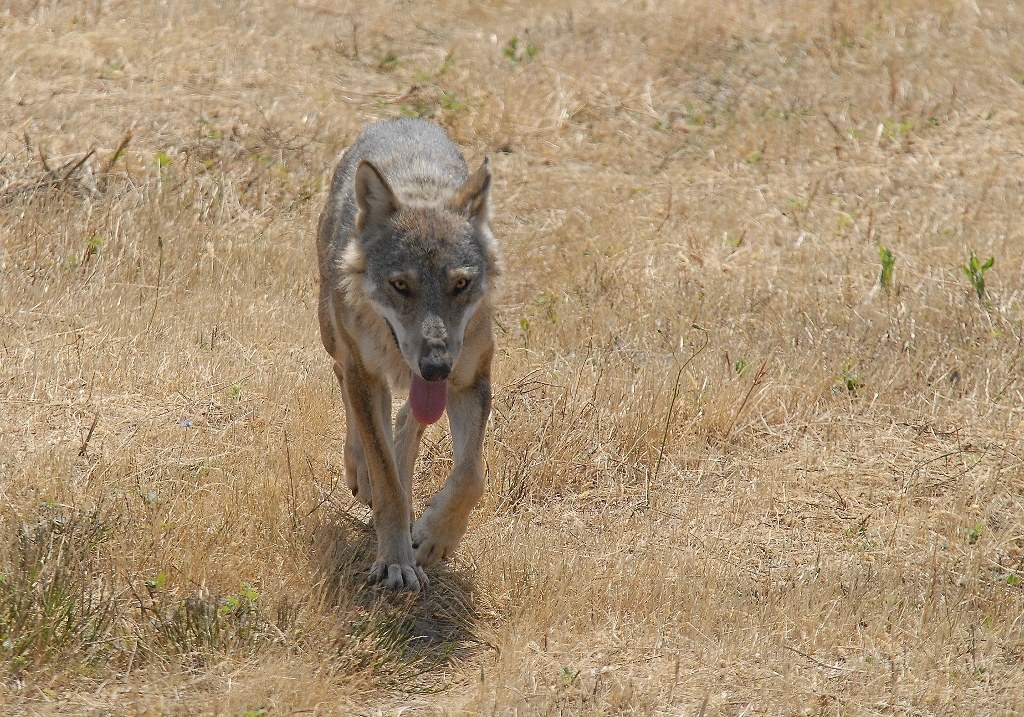 Abruzzo: perché la Regione dei Parchi Nazionali dovrebbe acconsentire l'uccisione del lupo?