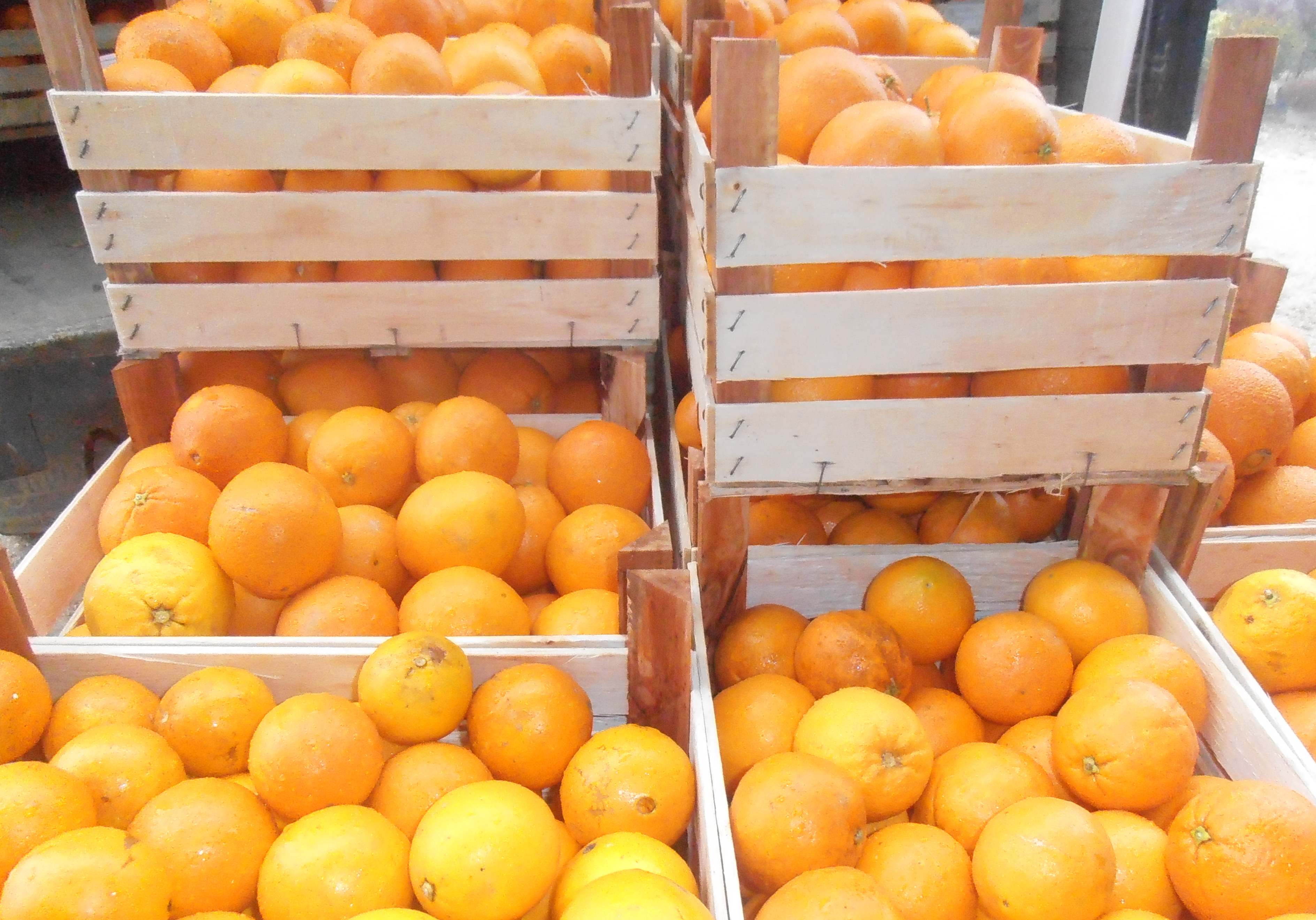 Crisi: Coldiretti, è strage di arance, si mobilitano gli agricoltori