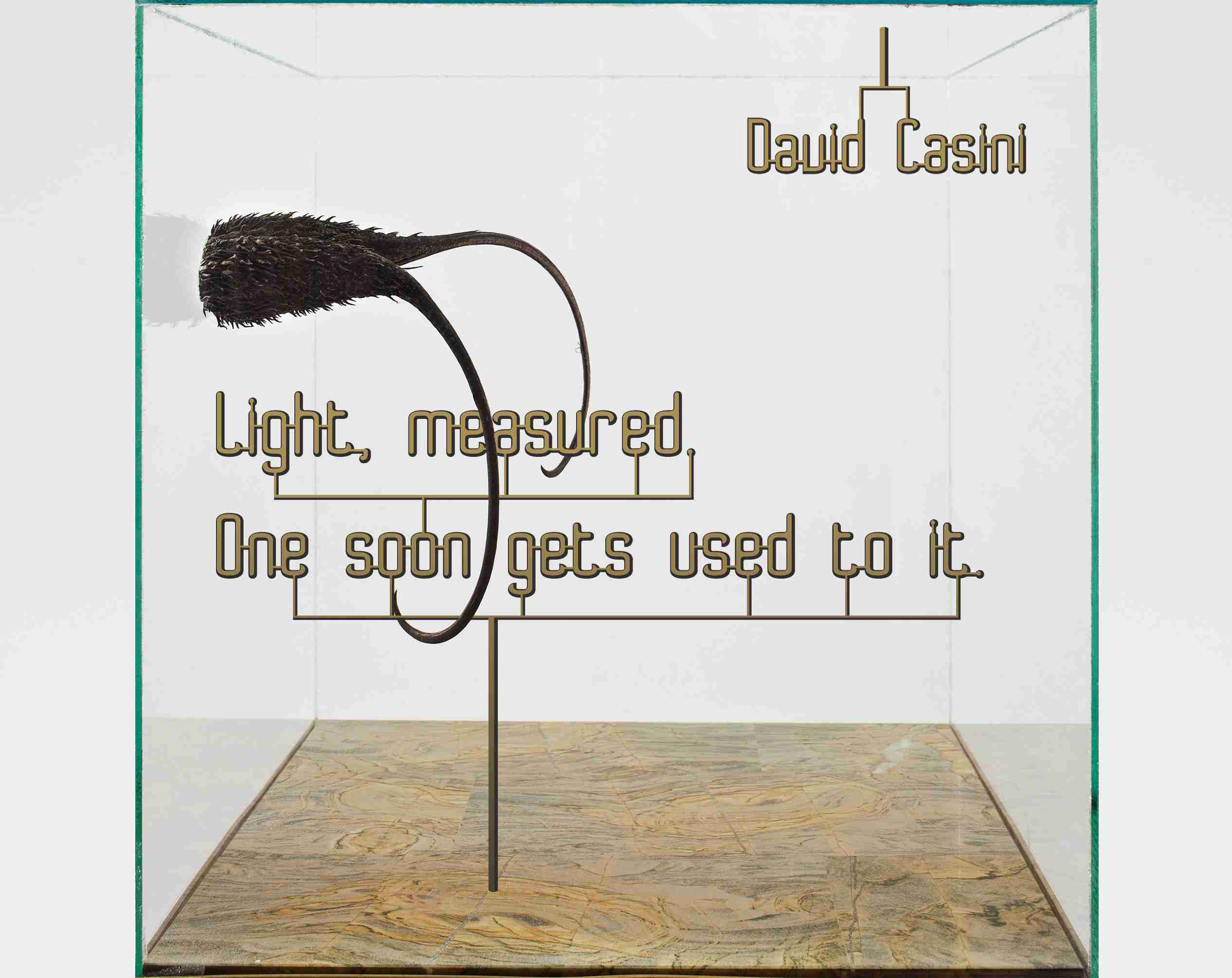 DAVID CASINI,  Leggero, misurato. Ci si abitua presto Light, measured. One soon gets used to it