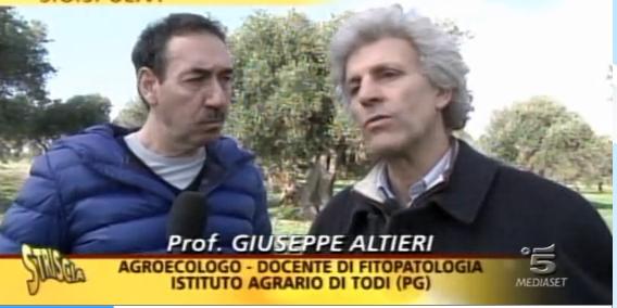 Ulivi Secolari ammalati nel Salento?l L'Agroecologo Altieri a Striscia: Nessun Batterio killer... Cura Agroeco-Biologica Territoriale 