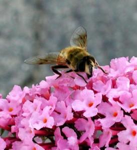 Appello UE. Firmare petizione contro pesticidi che uccidono le api