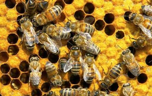 M5S. Sì della Camera alla mozione che protegge l’apicoltura