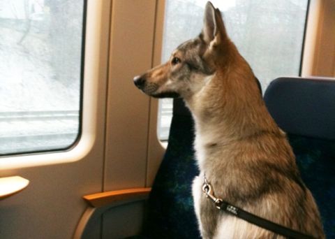 Cani sui treni ad alta velocità, Trenitalia dice no, il ministro Passera si adegua, Radicali e Animalisti lo criticano.