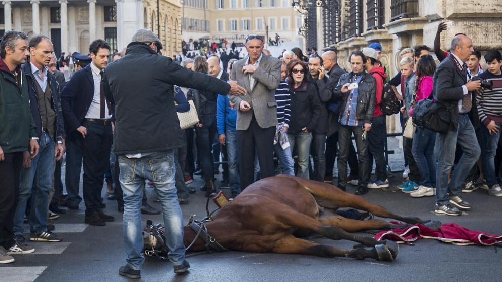 Partito Animalista Europeo. Botticelle romane, il PAE  richiede l'abiolizione immediata