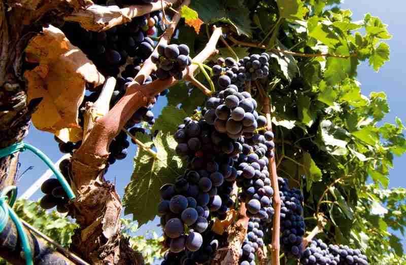 I vini liquorosi sempre amati e i vitigni ritrovati, trend di mercato ed esperienze in azienda: il 19° Enosimposio di Assoenologi Sicilia tra passato e futuro