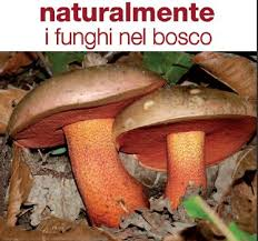Sabato 16 novembre si inaugura a Roma la XII mostra micologica &quot; I funghi nel bosco&quot;