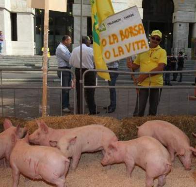 Roma. Protesta Coldiretti: maiali davanti al Parlamento