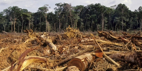 Fermiamo il massacro delle motoseghe in Amazzonia