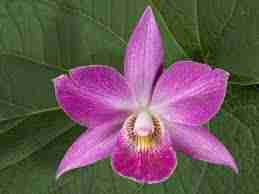 L’orchidea: al di là delle apparenze