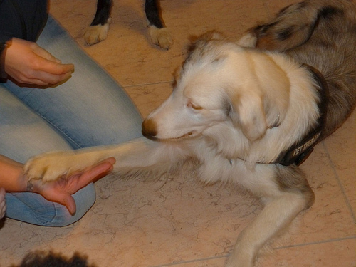 Ok agli animali in ospedale, in Emilia Romagna la Pet Therapy è legge 