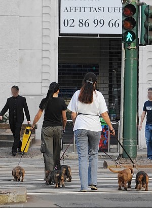 Tutela animali: in Friuli per legge consentito l'accesso ai cani nei negozi,uffici e parchi