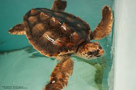 Il meraviglioso mondo delle tartarughe marine e il lavoro dei numerosi volontari che operano per la loro salvaguardia   